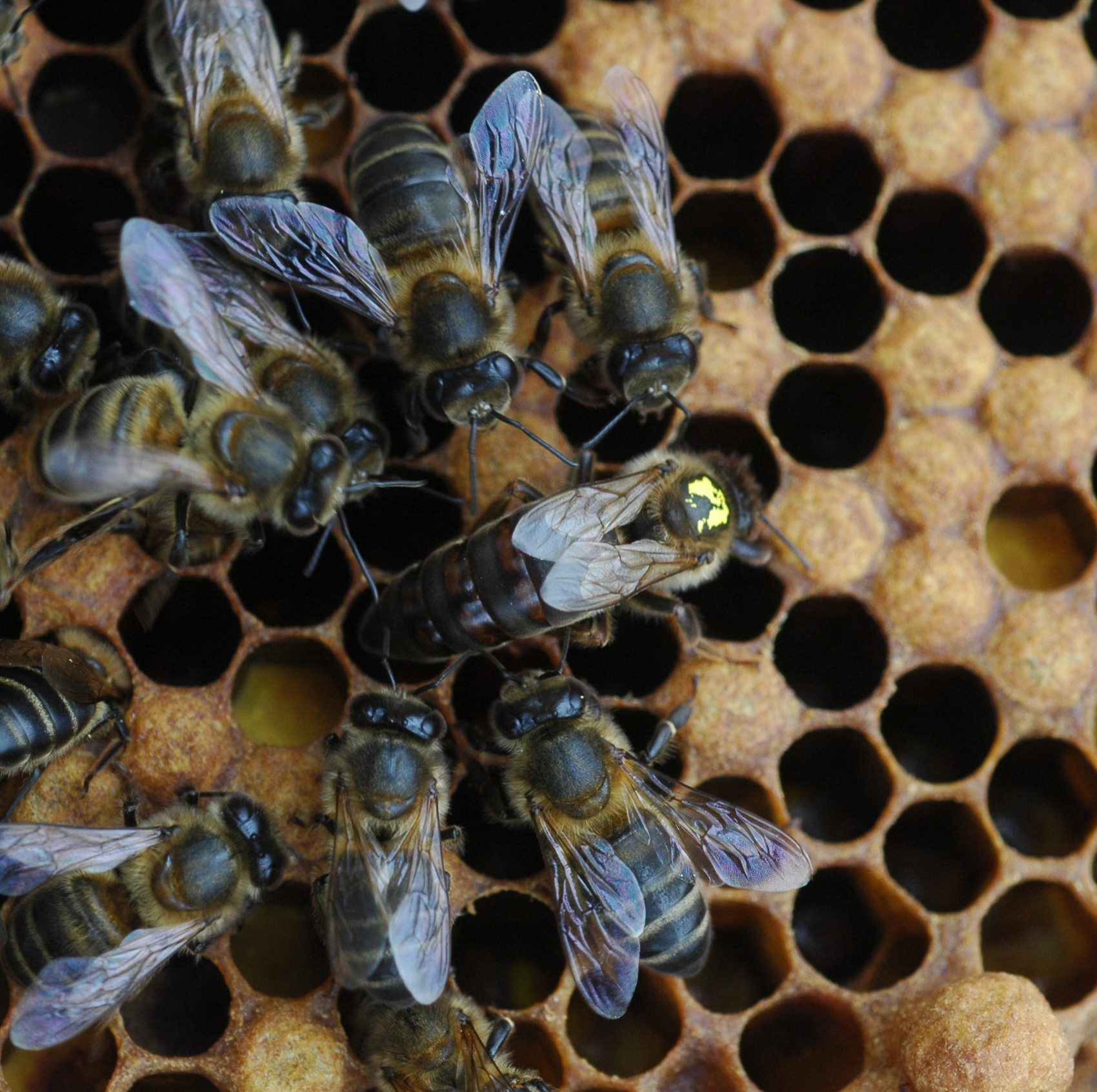 Native Irish Honey Bee Queen