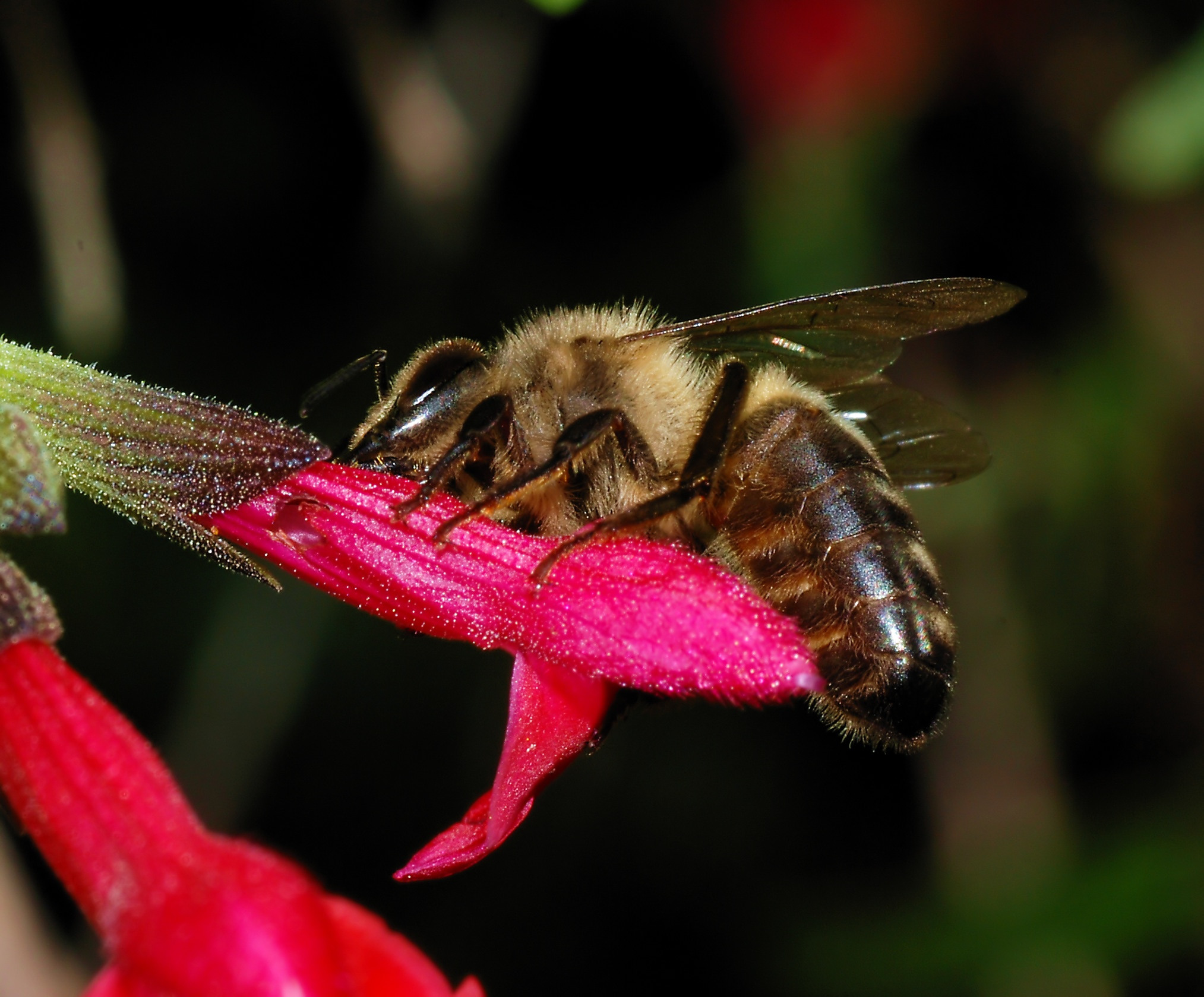 Apis melifera melifera