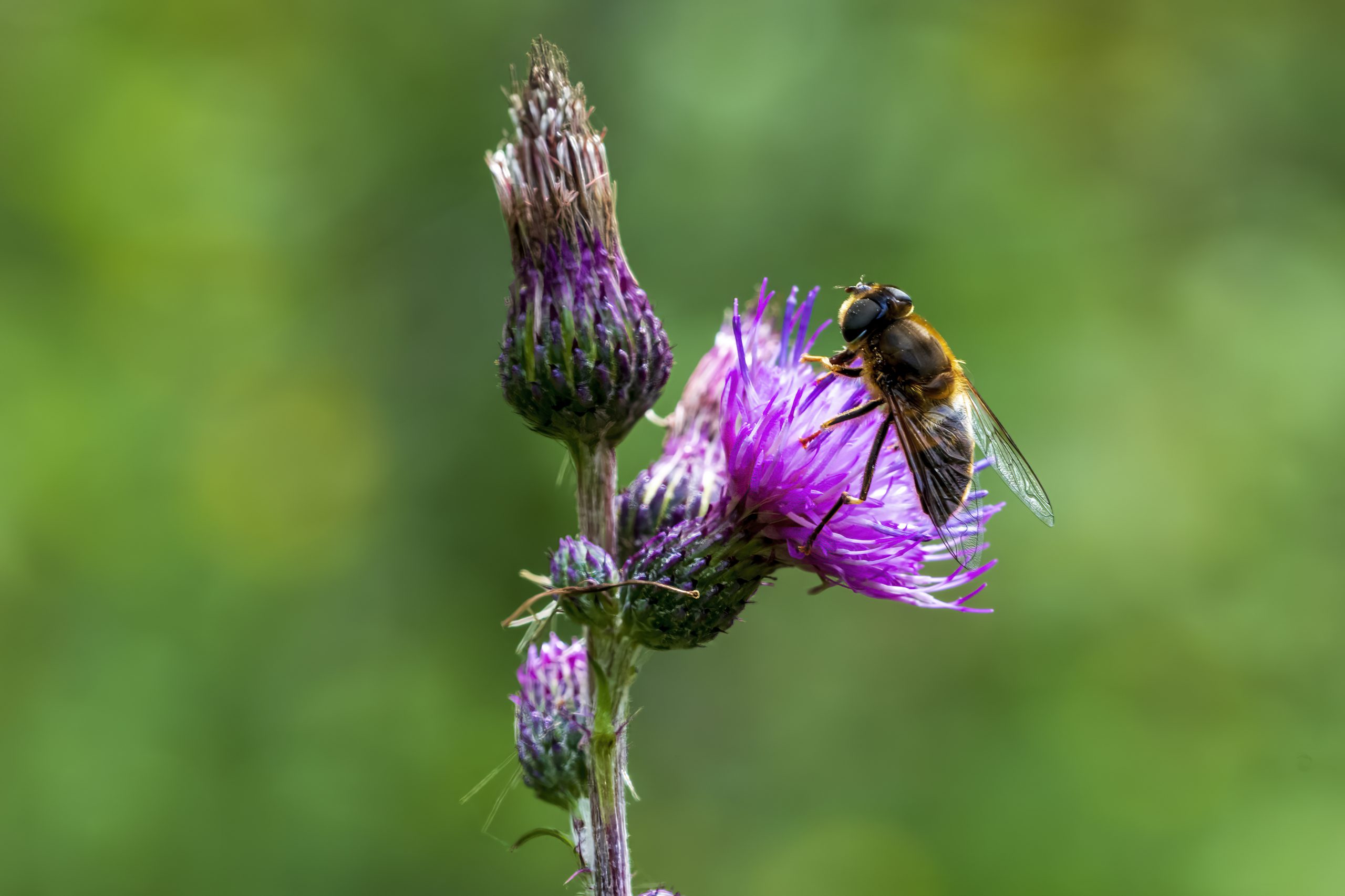 Native Honey Bee on flower