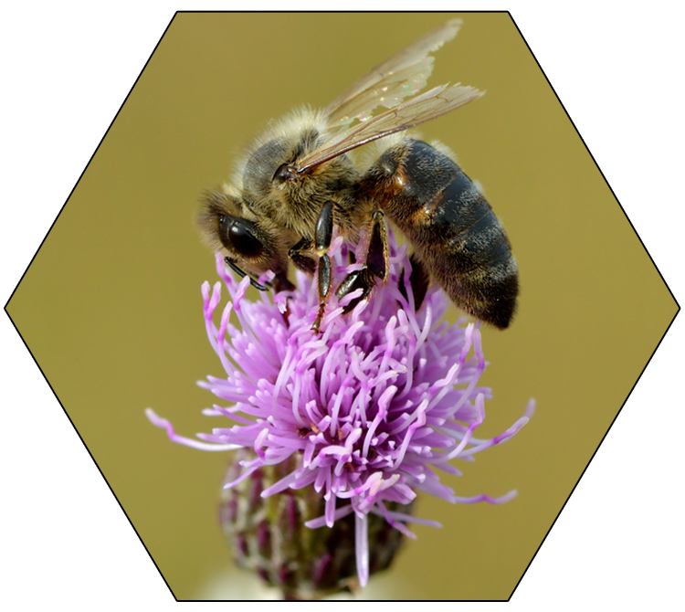 Honeybee on flower